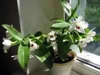 Dendrobium Nobile1.webp