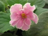 Pink Amiss_0751.webp