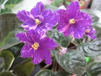 -Цыганская душа_0764.webp