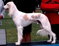 saluki.webp