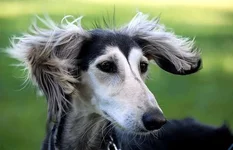 saluki14.webp