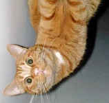 aaee1j.webp