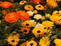 calendula-flower.webp
