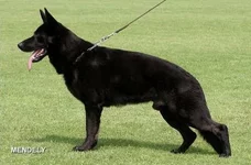34257950_1.webp