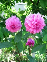 georgina_june11.webp
