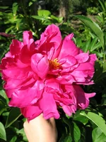 pion_bordo.webp
