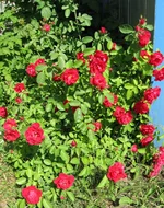 Flamentanz (вьющаяся).jpg