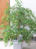 granat 2011.webp