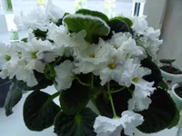 SAM_0506.webp