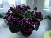 SAM_0508.webp