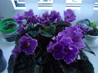 SAM_0510.webp