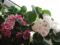  и Джилиан_0773.webp