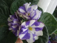  фрост химерный_0769.webp