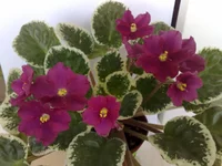 Lyon's Radiance.webp