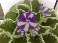 Victorian Ribbons.webp