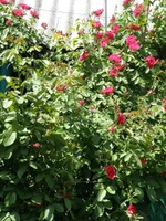 P6052331.webp