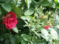 P6052330.webp