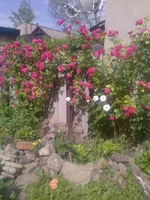 Photo-0216.webp