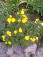 .webp
