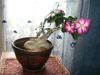 Siam9P.webp
