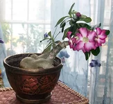 Siam5P.webp