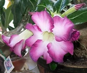 Siam9Ch.webp