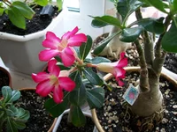 100_2384.webp