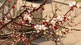 cgjja8.webp