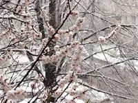 daff8g.webp