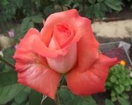  роза.webp