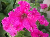 .webp