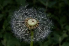 IMGP2933_1.webp