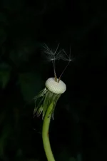 IMGP2936_1.webp