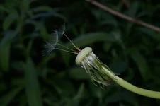 IMGP2935_1.webp