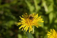 IMGP2379_1.webp