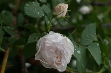 IMGP3250.webp