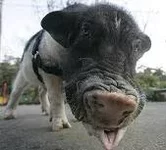 imagesCAVB3QMO.webp