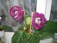 IMG_9466.webp