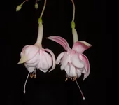 Pink Marshmallow.webp