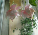 Pink Marshmallow1.webp
