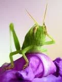 imagesCADRLNHQ.webp