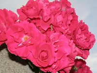P6112336.webp