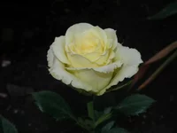 .webp