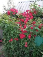 P6112338.webp