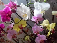 102_0030.webp