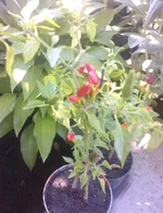 .webp
