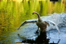 DSC_0048.webp