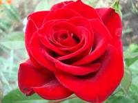 1 078.webp