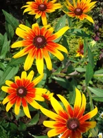 1 161.webp