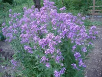 1 007.webp